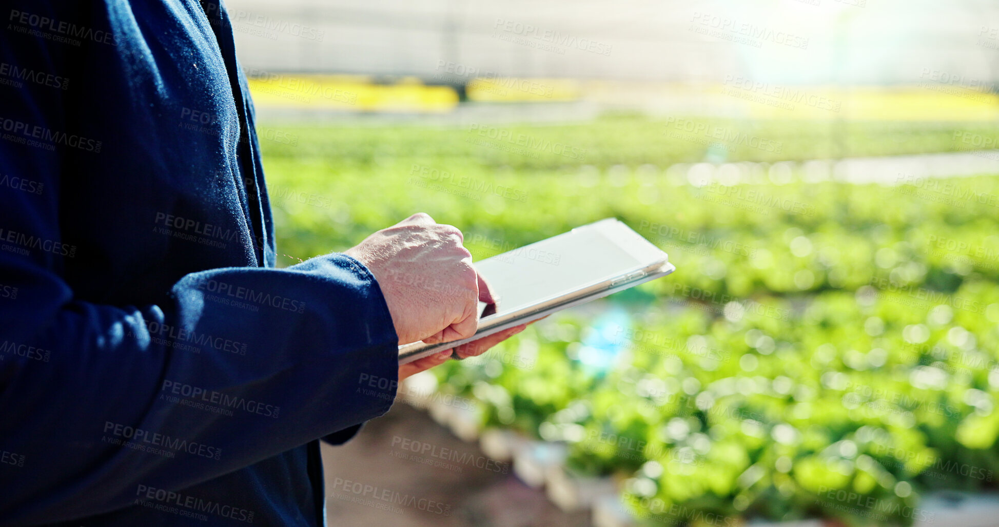 Buy stock photo Agriculture, hands or person with tablet in greenhouse, horticulture research or pest control advice. Harvest report, farming or man with tech for plant growth site, crop info or sustainability tips