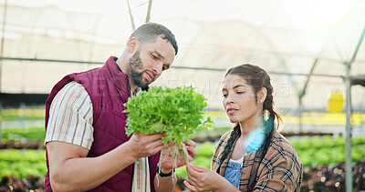 Buy stock photo Agriculture, leaf or team in greenhouse with check, maintenance or stock control in sustainable business. Collaboration, people or farmers with crop, plant review or inspection in organic production.