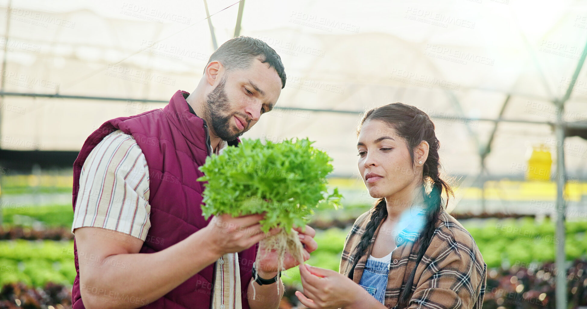 Buy stock photo Agriculture, leaf or team in greenhouse with check, maintenance or stock control in sustainable business. Collaboration, people or farmers with crop, plant review or inspection in organic production.