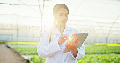Buy stock photo Farming, scientist or woman with tablet in greenhouse, plant genetics research or gmo production. Agriculture, flare or researcher with innovation for food security, tech or crop development report