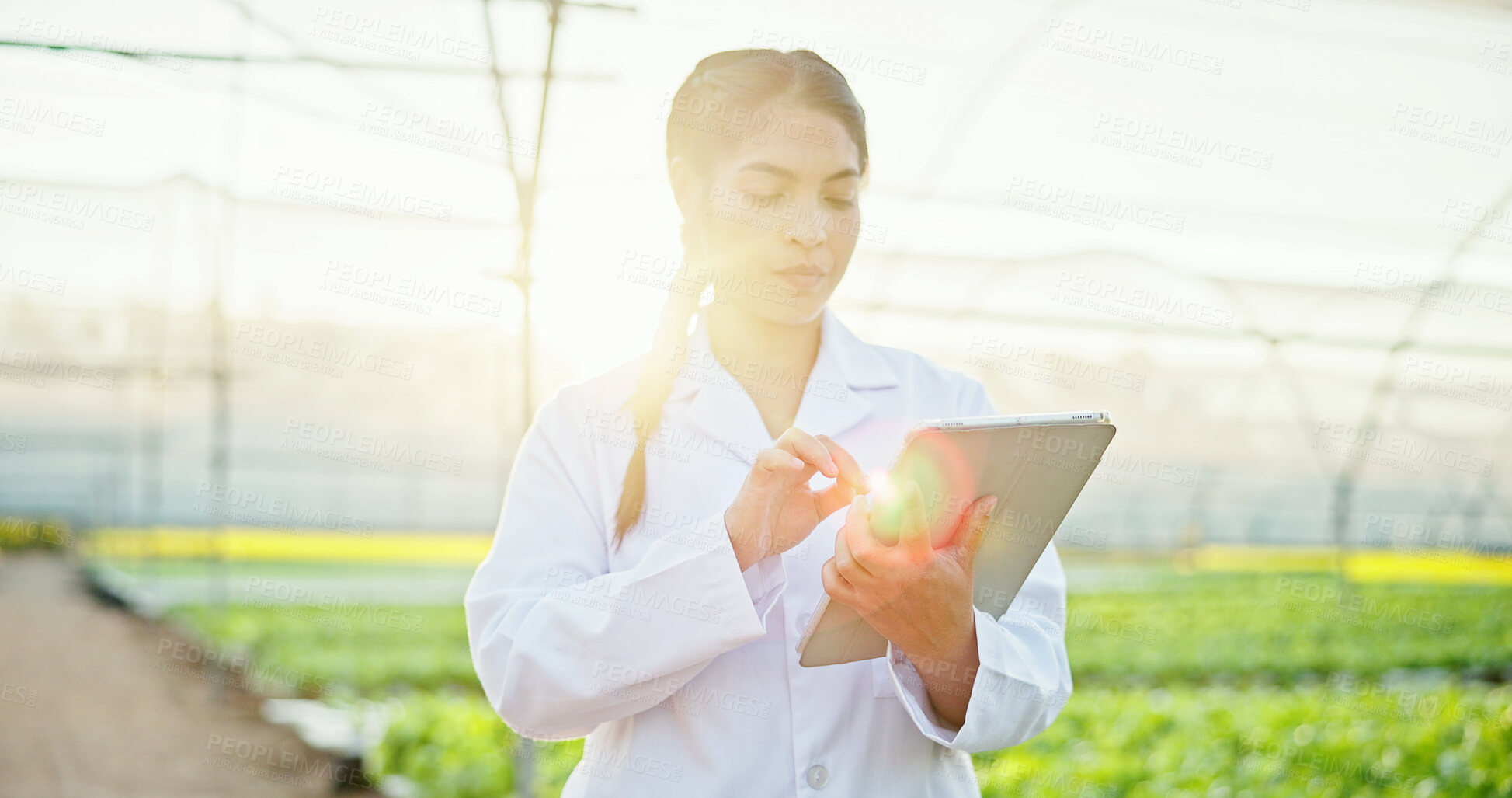 Buy stock photo Farming, scientist or woman with tablet in greenhouse, plant genetics research or gmo production. Agriculture, flare or researcher with innovation for food security, tech or crop development report