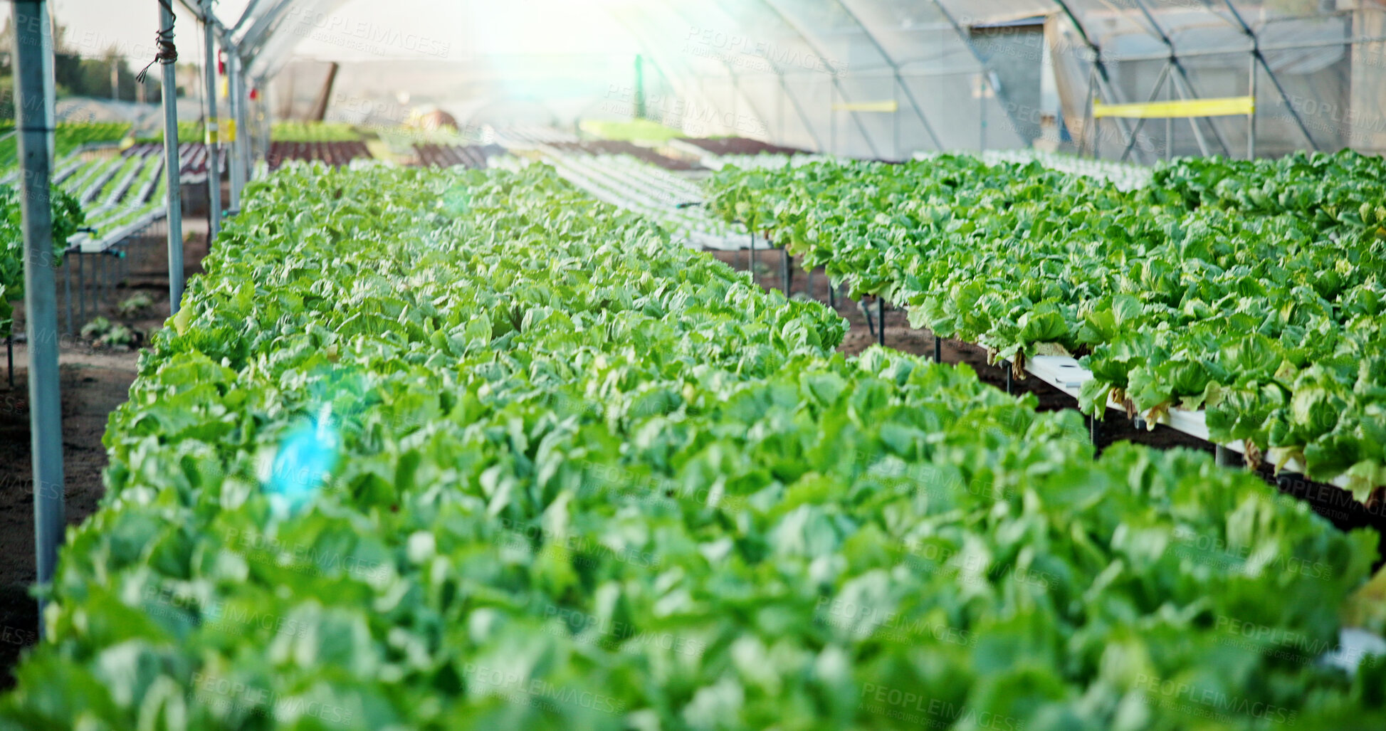 Buy stock photo Agriculture, greenhouse and lettuce on farm for growth, sustainability or fresh produce for business. Plants, empty and green vegetables in nursery for agro, eco friendly or production in countryside