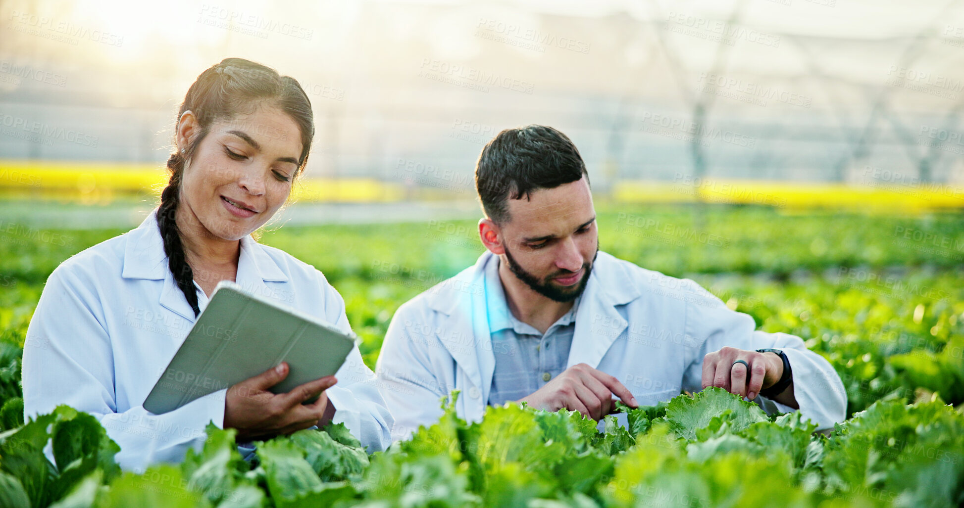 Buy stock photo Science, plants or people in greenhouse with tablet, leaf review or analysis in agriculture research. Teamwork, exam or scientist with tech, crop observation or inspection in horticulture study.