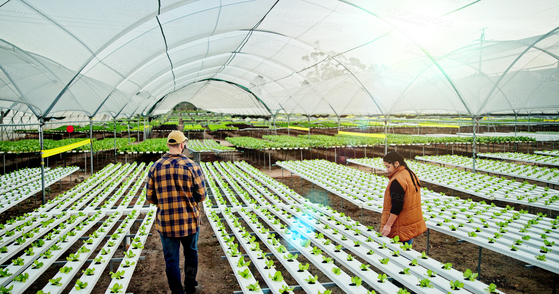 Buy stock photo Farmer, people and inspection in greenhouse for agriculture, sustainability and harvest. Farm, team and vegetables with agro business for healthy crops, quality control or hydroponics produce