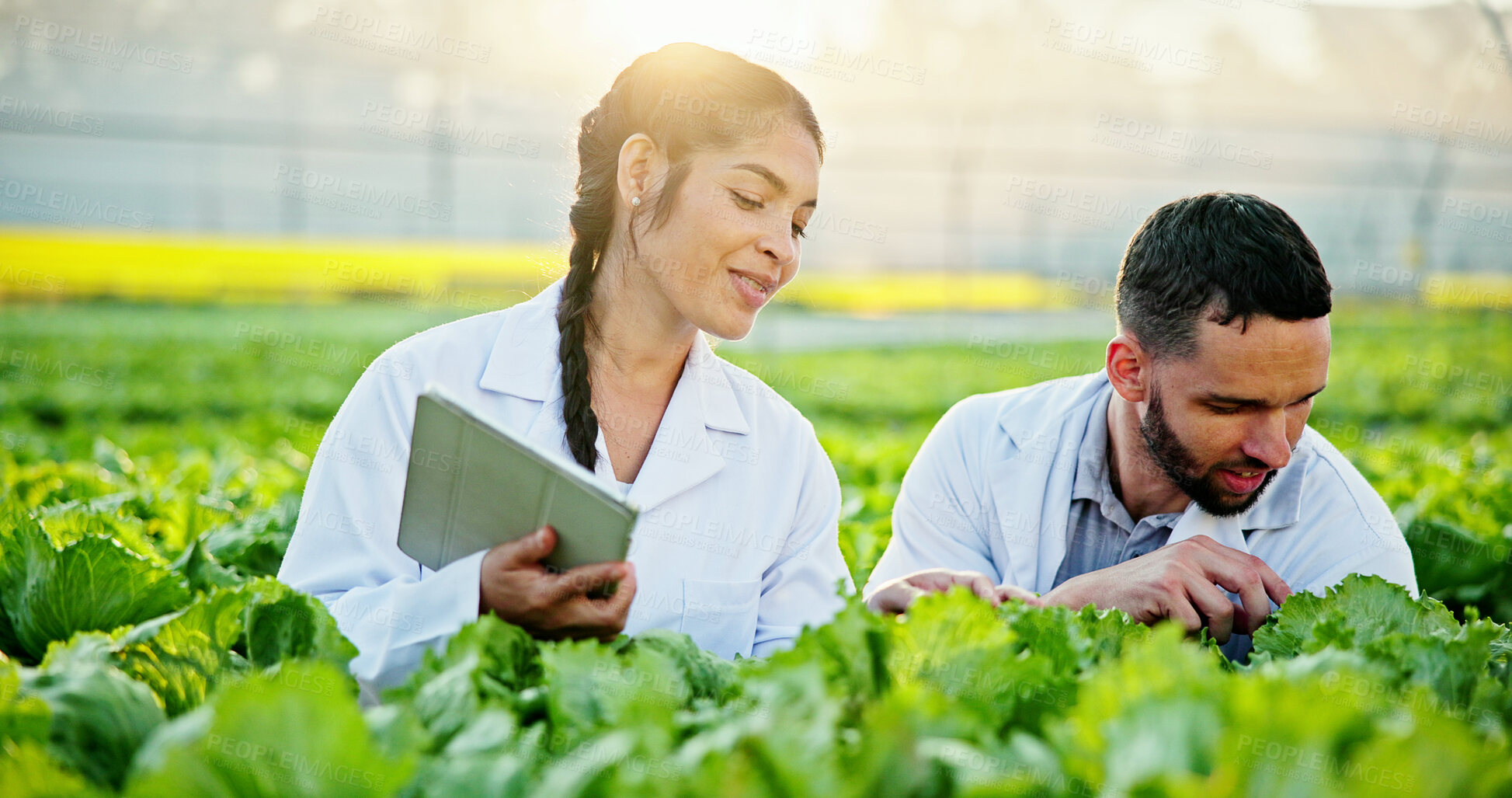 Buy stock photo Science, inspection or team in greenhouse with tablet, plant review or test in agriculture research. Collaboration, people or scientist with tech, crop observation or analysis in horticulture study.