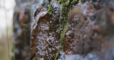 Buy stock photo Wet, rock and moss outdoor with sustainable environment, smooth texture and nature conservation. Space, natural stone or moisture in rainforest with rugged surface, growth or green lichen for ecology
