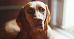 Relax, calm or dog with portrait in home for weekend peace, adoption security and comfortable by door. Pet care, waiting and domestic animal with resting in apartment, canine companion and loyalty