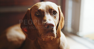 Buy stock photo Relax, calm or dog with portrait in home on weekend for peace, adoption security and comfortable by door. Pet care, waiting and domestic animal with resting in apartment, canine companion and loyalty
