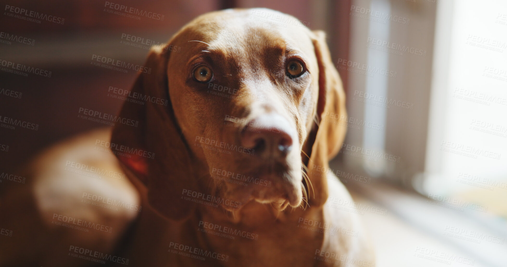 Buy stock photo Relax, calm or dog with portrait in home on weekend for peace, adoption security and comfortable by door. Pet care, waiting and domestic animal with resting in apartment, canine companion and loyalty