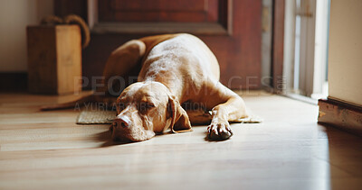 Buy stock photo Tired, dog and sleeping at front door in home for peaceful nap, pet insurance and protection. Domestic animal, canine and comfortable on apartment floor with resting, adoption security and fatigue