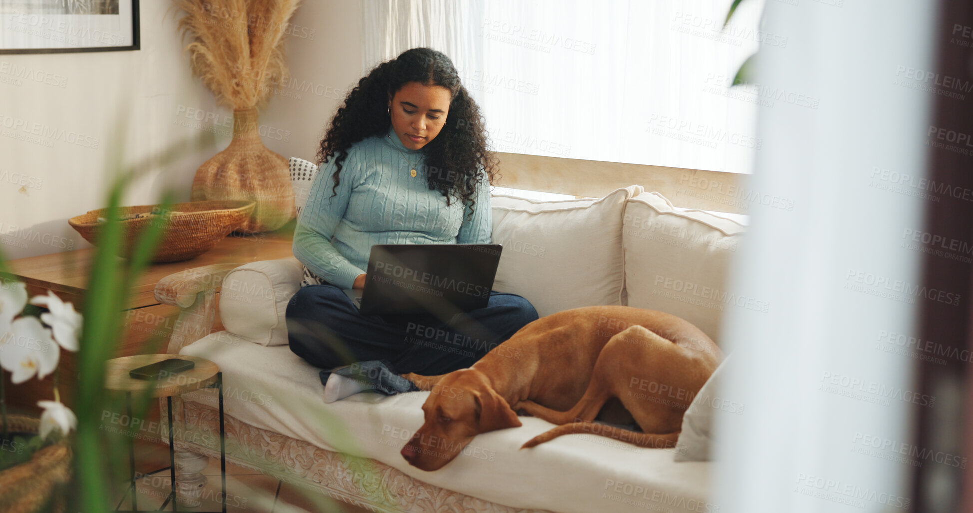 Buy stock photo Education, dog and woman with laptop on sofa for elearning, assignment and loyal companion. University student, calm animal and tech in home for thesis research, exam preparation and owner protection
