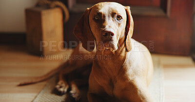 Buy stock photo Relax, calm or dog with portrait in house for weekend peace, adoption security and comfortable by door. Pet care, waiting and domestic animal with resting in apartment, canine companion and loyalty