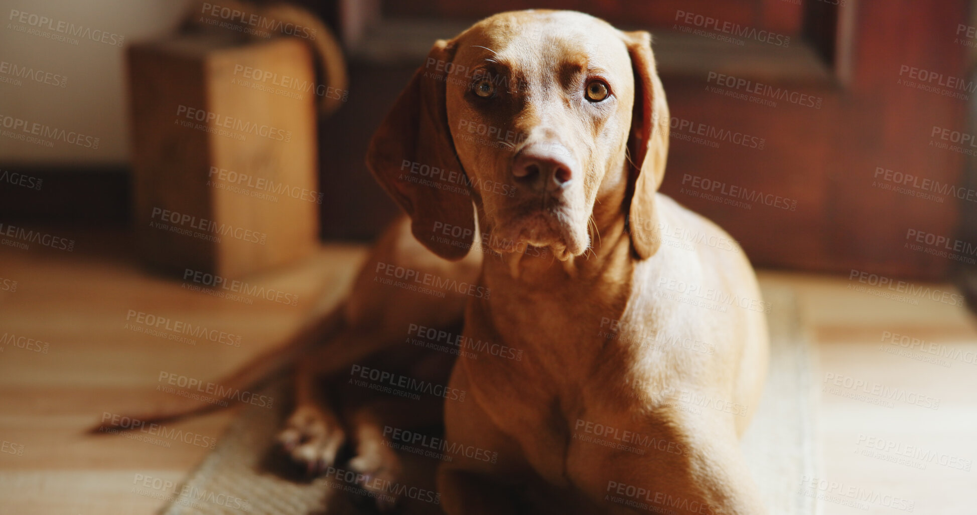 Buy stock photo Relax, calm or dog with portrait in house for weekend peace, adoption security and comfortable by door. Pet care, waiting and domestic animal with resting in apartment, canine companion and loyalty