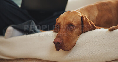 Buy stock photo Relax, tired and dog with person on couch for weekend, adoption security and comfortable for wellness. Pet care, sleepy and domestic animal with owner in home, canine companion and resting together