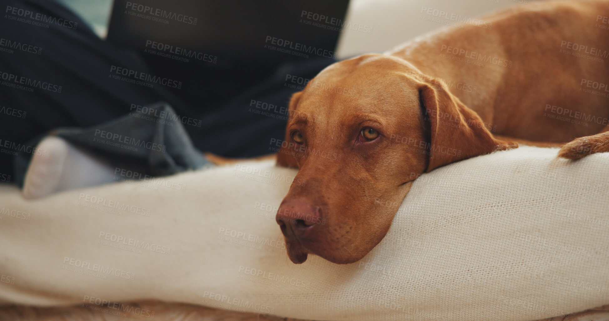 Buy stock photo Relax, tired and dog with person on couch for weekend, adoption security and comfortable for wellness. Pet care, sleepy and domestic animal with owner in home, canine companion and resting together