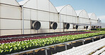 Greenhouse, agriculture and plants for growth outdoor, cultivation and sustainability with vegetables. Leafy greens, nature and agribusiness with organic farming, development and crop production