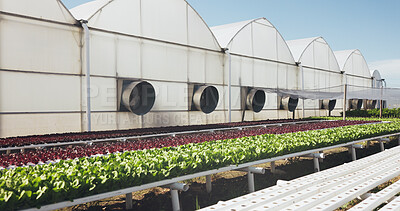 Buy stock photo Greenhouse, agriculture and plants for growth outdoor, cultivation and sustainability with vegetables. Leafy greens, nature and agribusiness with organic farming, development and crop production