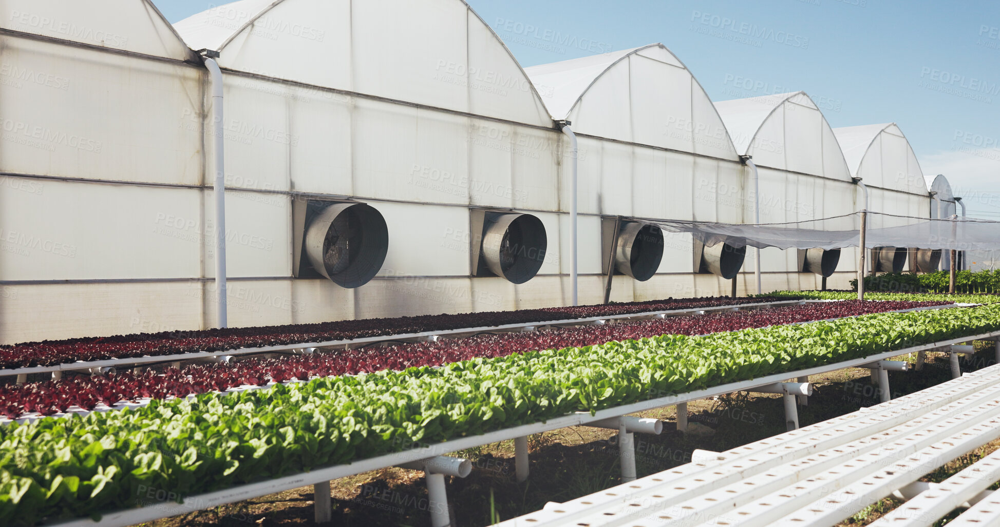 Buy stock photo Greenhouse, agriculture and plants for growth outdoor, cultivation and sustainability with vegetables. Leafy greens, nature and agribusiness with organic farming, development and crop production