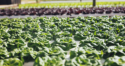 Buy stock photo Food, agriculture and plants for growth outdoor, cultivation and sustainability with vegetables. Leafy greens, nature and agribusiness with organic lettuce farming, development and crop production
