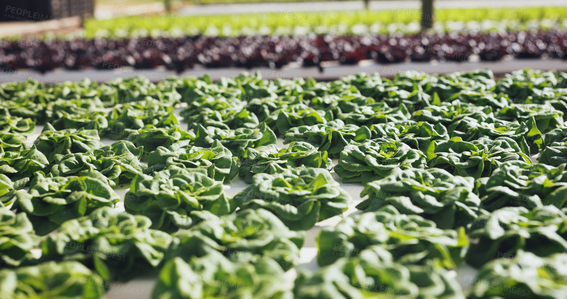 Buy stock photo Food, agriculture and plants for growth outdoor, cultivation and sustainability with vegetables. Leafy greens, nature and agribusiness with organic lettuce farming, development and crop production