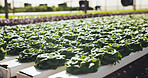 Food, farming and plants for growth outdoor, cultivation and sustainability with vegetables. Leafy greens, nature and agribusiness with organic lettuce, agriculture development and crop production