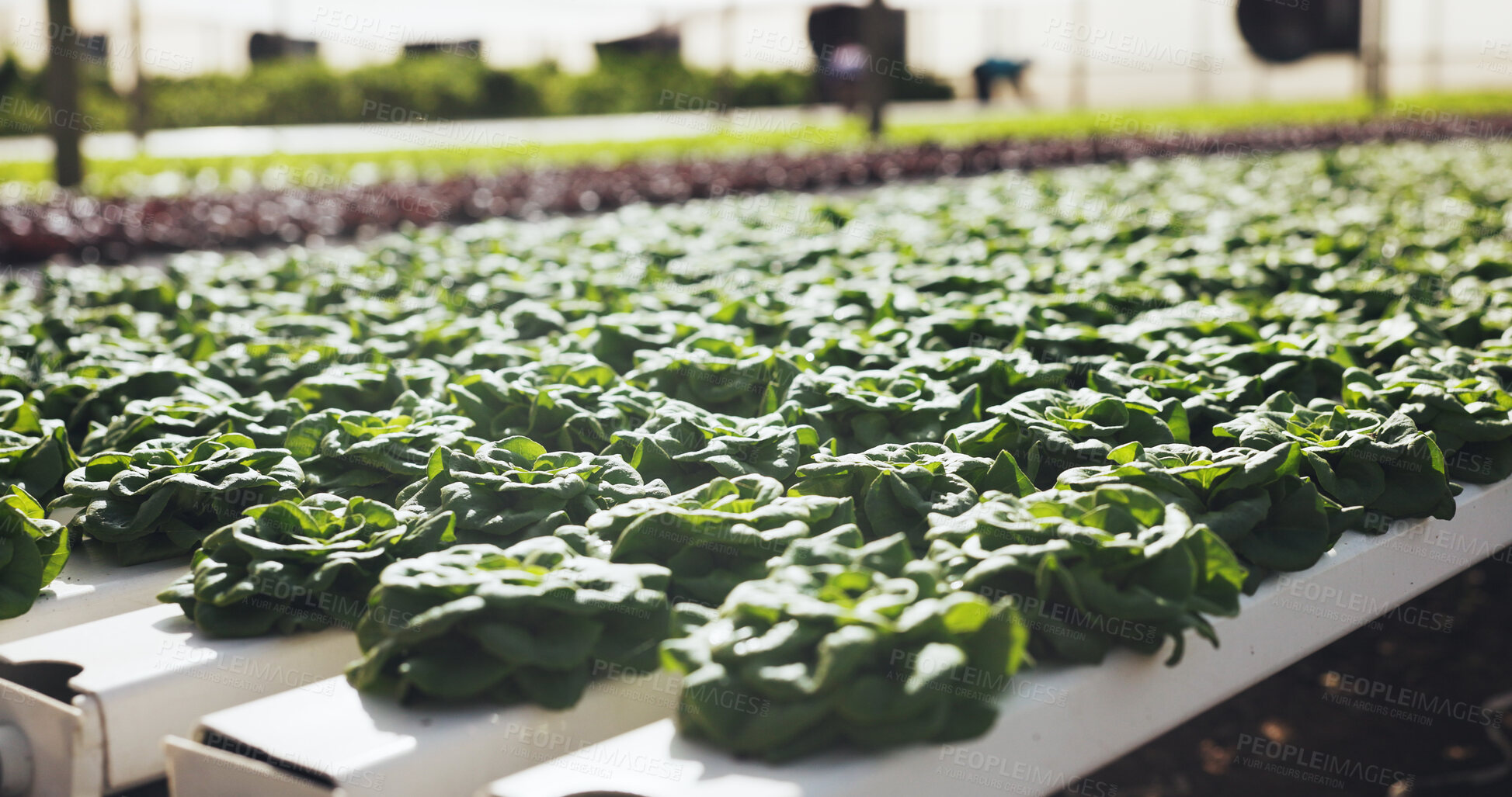 Buy stock photo Food, farming and plants for growth outdoor, cultivation and sustainability with vegetables. Leafy greens, nature and agribusiness with organic lettuce, agriculture development and crop production