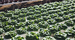Food, agriculture and plants for growth in nature cultivation and sustainability with vegetables. Leafy greens, outdoor and agribusiness with organic lettuce farming, development and crop production
