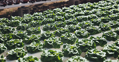 Buy stock photo Food, agriculture and plants for growth in nature cultivation and sustainability with vegetables. Leafy greens, outdoor and agribusiness with organic lettuce farming, development and crop production