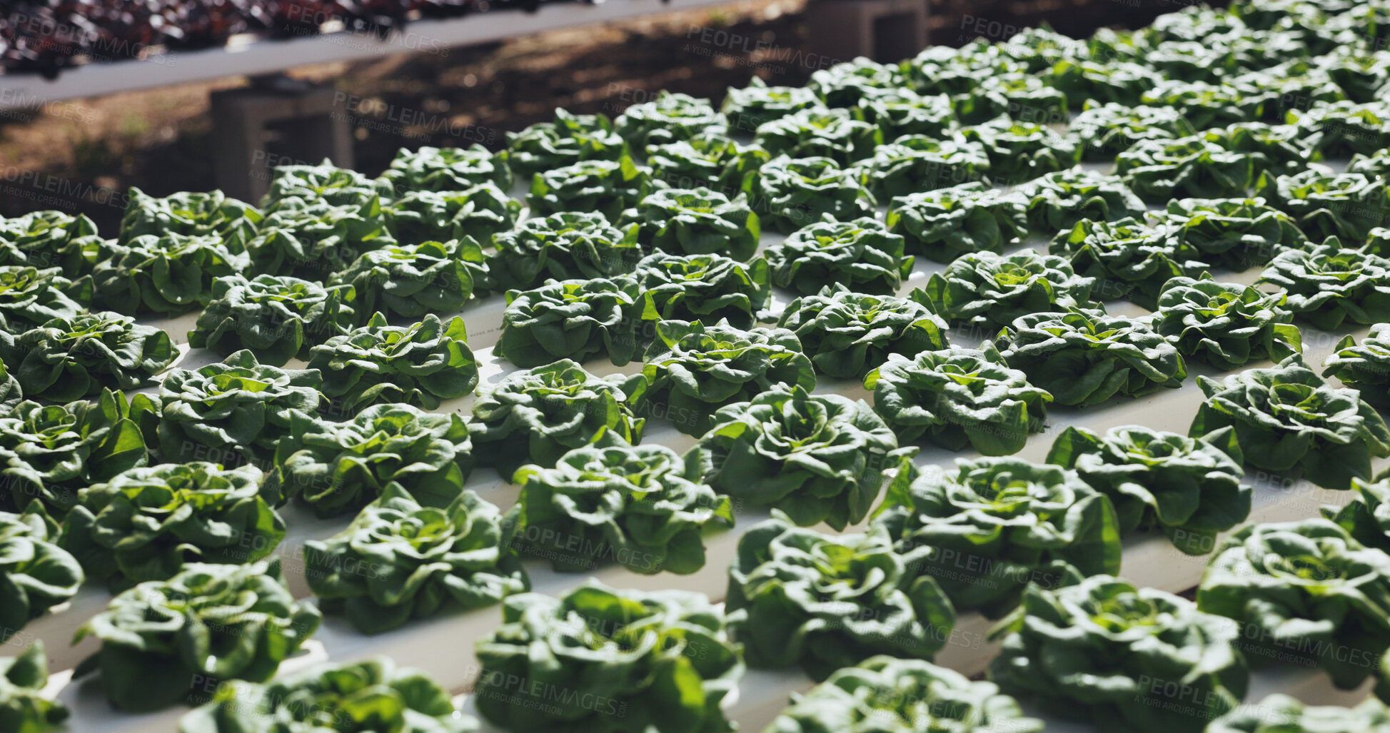 Buy stock photo Food, agriculture and plants for growth in nature cultivation and sustainability with vegetables. Leafy greens, outdoor and agribusiness with organic lettuce farming, development and crop production