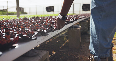 Buy stock photo Hands, farmer and inspection with plants outdoor for growth, quality control and sustainable. Person, hydroponic system and crops with lettuce plantation, organic produce and harvest season in nature