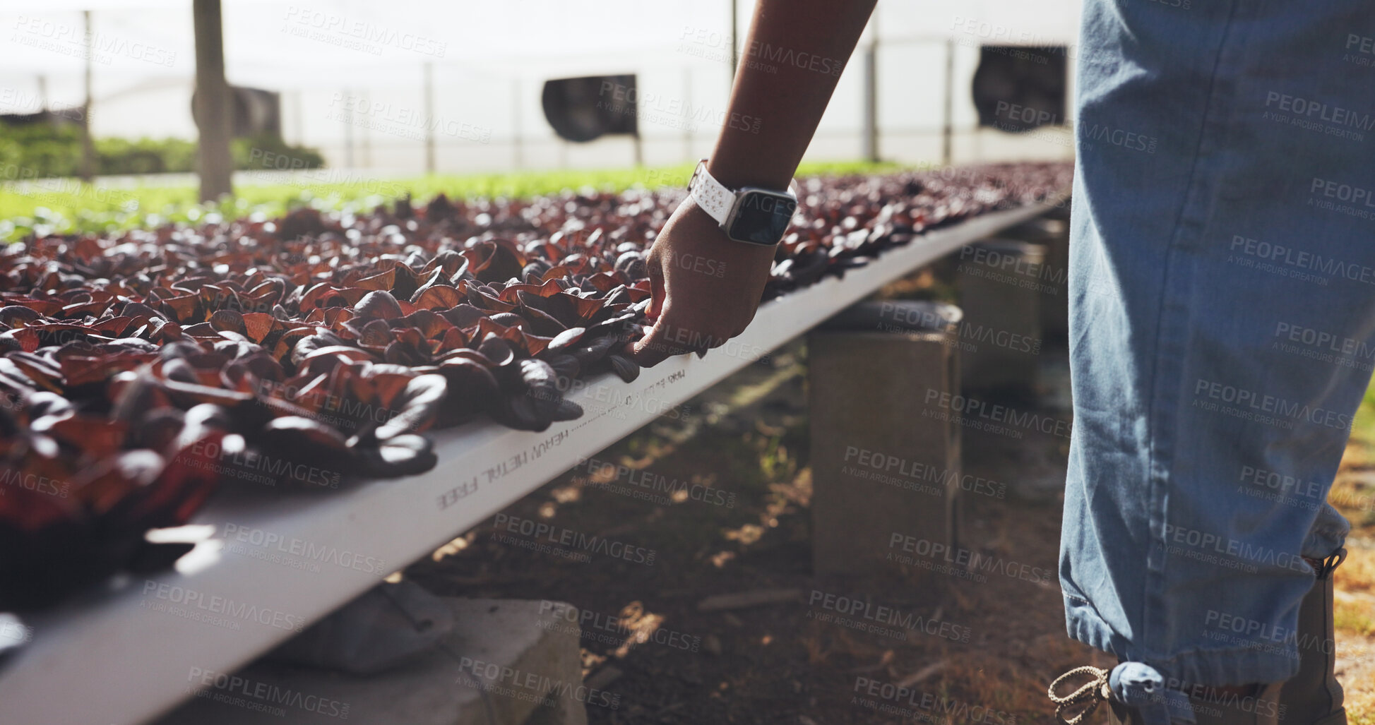 Buy stock photo Hands, farmer and inspection with plants outdoor for growth, quality control and sustainable. Person, hydroponic system and crops with lettuce plantation, organic produce and harvest season in nature