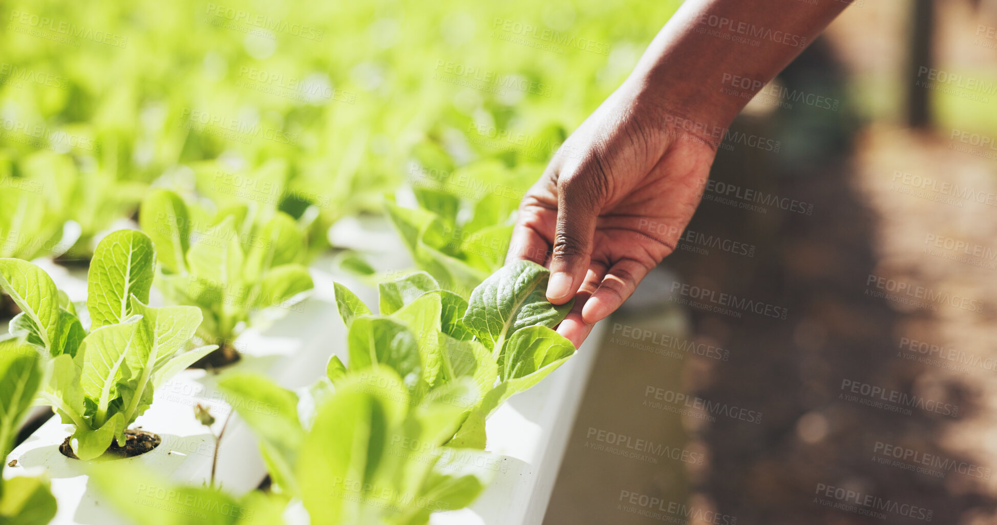 Buy stock photo Farmer, hands and plant inspection outdoor for leaf growth, food production and quality assurance. Agribusiness, person and monitor crops on hydroponic farm for crop progress, pest control and health