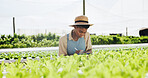 Farmer, woman and crop inspection with writing for plant growth, food production or reporting. Agribusiness, black person and clipboard on hydroponic farm for vegetable progress, quality or checklist