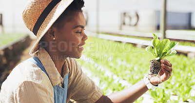 Buy stock photo Farmer, woman and plant inspection outdoor for soil health, food production and quality assurance. Agribusiness, black person and monitor crops on farm for healthy growth, pest control and progress