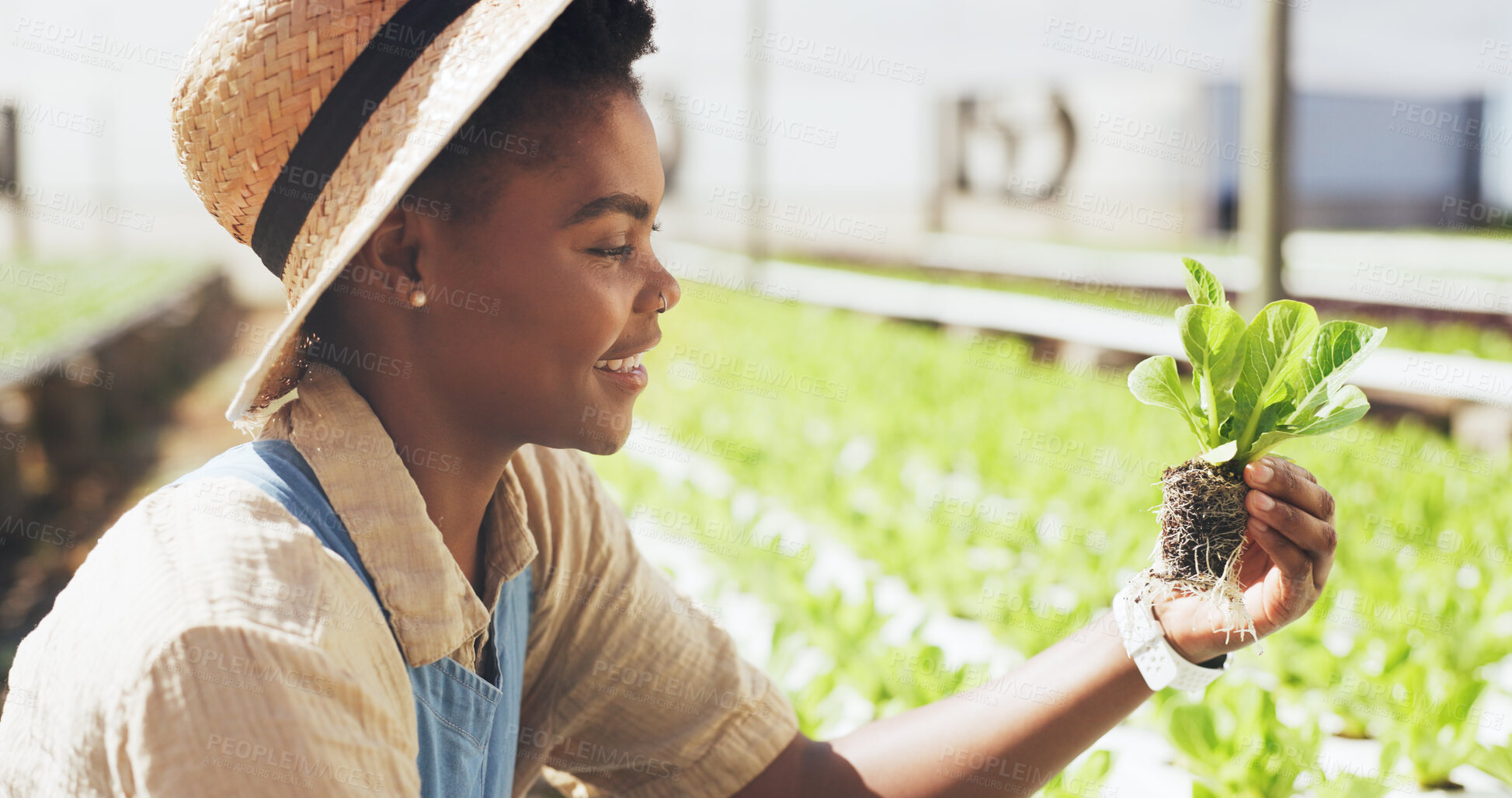 Buy stock photo Farmer, woman and plant inspection outdoor for soil health, food production and quality assurance. Agribusiness, black person and monitor crops on farm for healthy growth, pest control and progress