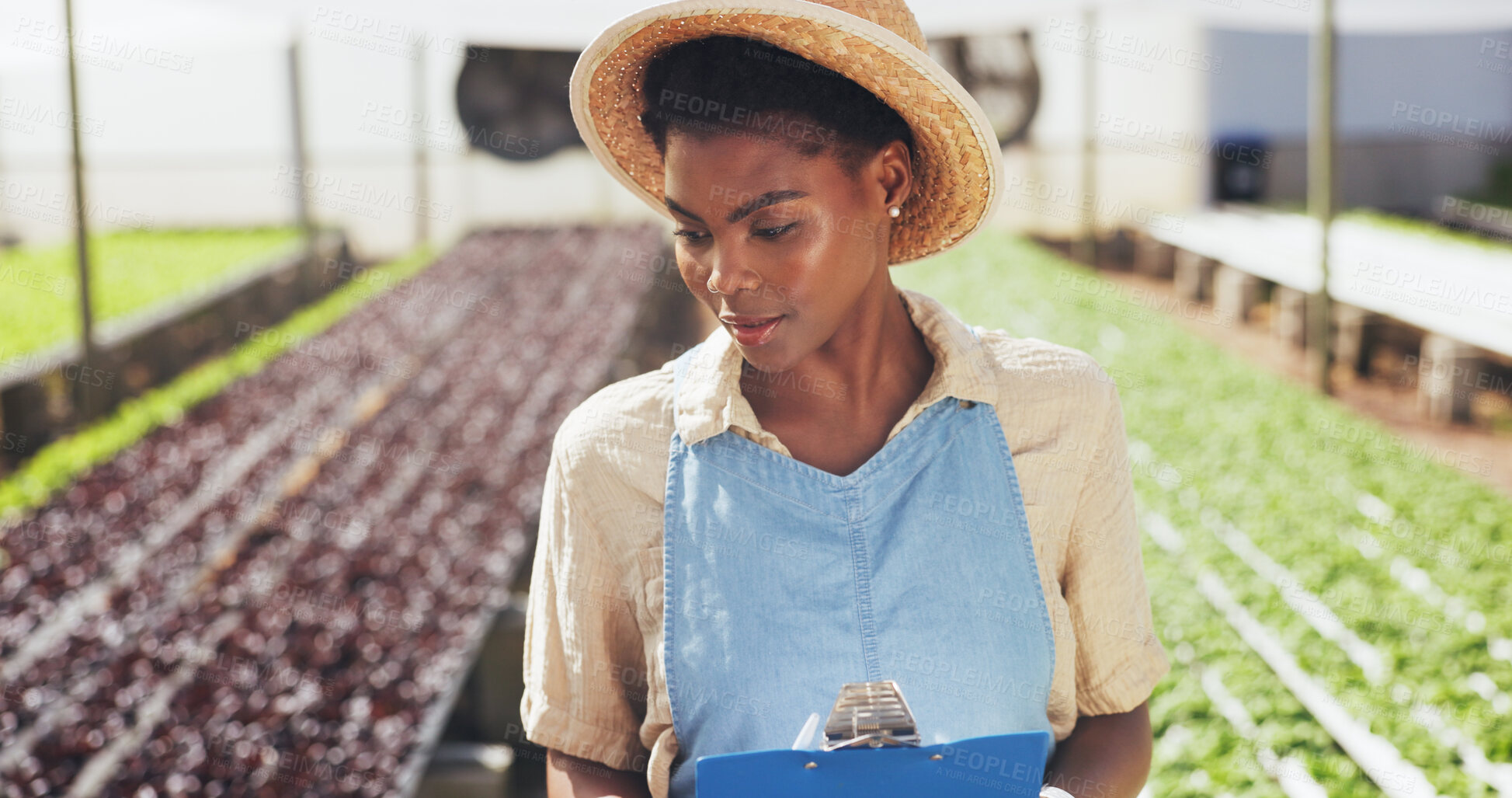 Buy stock photo Farmer, clipboard and crop inspection in greenhouse for plant growth, quality control or reporting. Sustainable business, black woman or checklist on farm for vegetable progress, development or notes