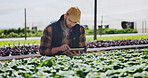 Farmer, man and crop inspection with tablet for plant growth, food production or reporting. Sustainable business, person and digital app on farm for vegetable progress, record results and agriculture