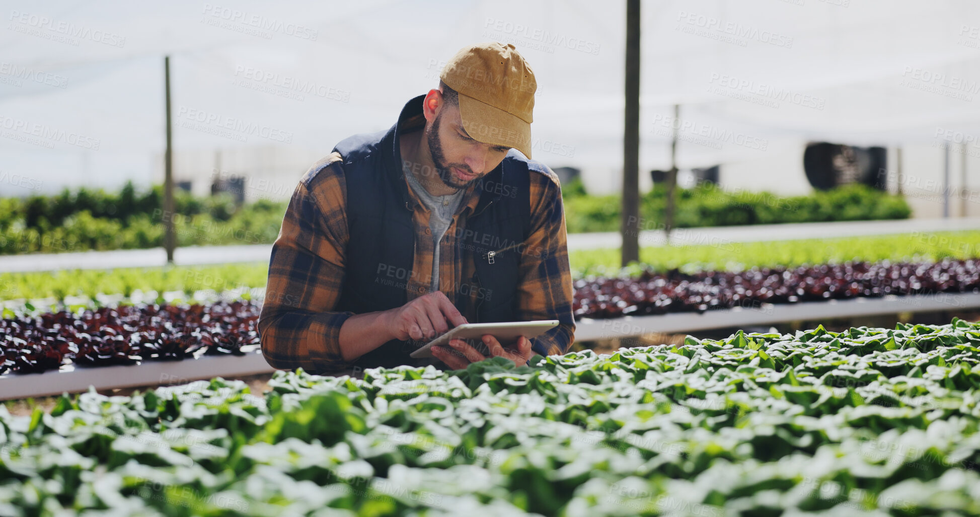 Buy stock photo Farmer, man and crop inspection with tablet for plant growth, food production or reporting. Sustainable business, person and digital app on farm for vegetable progress, record results and agriculture