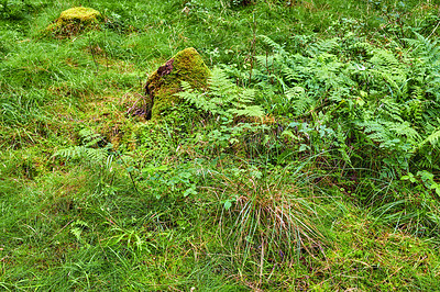 Buy stock photo Nature, tree stump and moss with overgrown grass in forest for natural growth or eco environment. Leaves, wilderness or plants of outdoor greenery or root with wild bushes, foliage or botany in woods