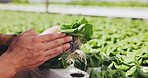Growth, inspection and farmer with lettuce for agriculture, sustainability and food harvest. Greenhouse, plants and person on farm with agro business for crops, quality control or hydroponics