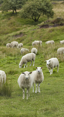 Buy stock photo Sheep, flock and livestock with grass field in nature for natural growth, food or resources. Pack, group or animals with greenery in habitat or countryside for agriculture or production on farmland
