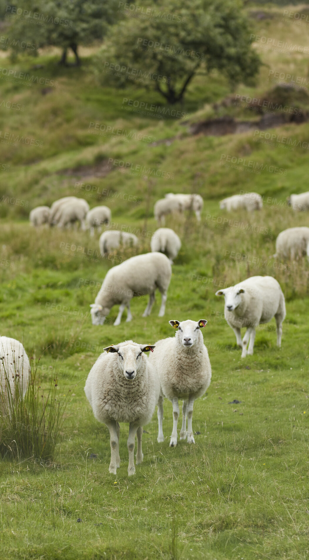 Buy stock photo Sheep, flock and livestock with grass field in nature for natural growth, food or resources. Pack, group or animals with greenery in habitat or countryside for agriculture or production on farmland