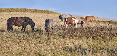 Buy stock photo Wildlife, herd and horses grazing in field for digestion, ecosystem health or conservation. Agriculture, feral animals or eating shrubs in grass terrain for land management, biodiversity or nutrition