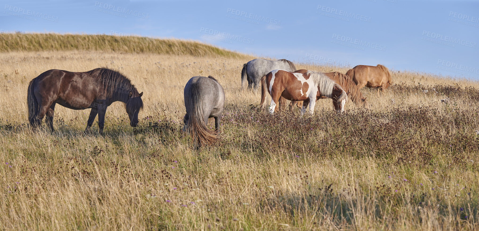 Buy stock photo Wildlife, herd and horses grazing in field for digestion, ecosystem health or conservation. Agriculture, feral animals or eating shrubs in grass terrain for land management, biodiversity or nutrition