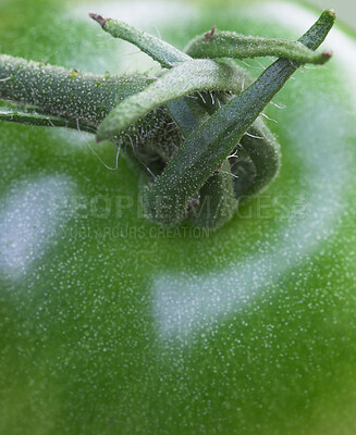 Buy stock photo Closeup, agriculture and sustainability of green tomato, growth and healthy food development harvest. Organic, vegetable production and fruit with Vitamin C, natural and fresh produce with nutrition