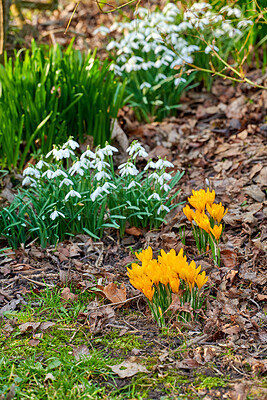 Buy stock photo Spring, outdoor and yellow flowers in garden with snowdrop, green leaves and environment sustainability. Blooming, botany and galanthus nivalis plants in backyard with crocus growth, grass or shrubs.