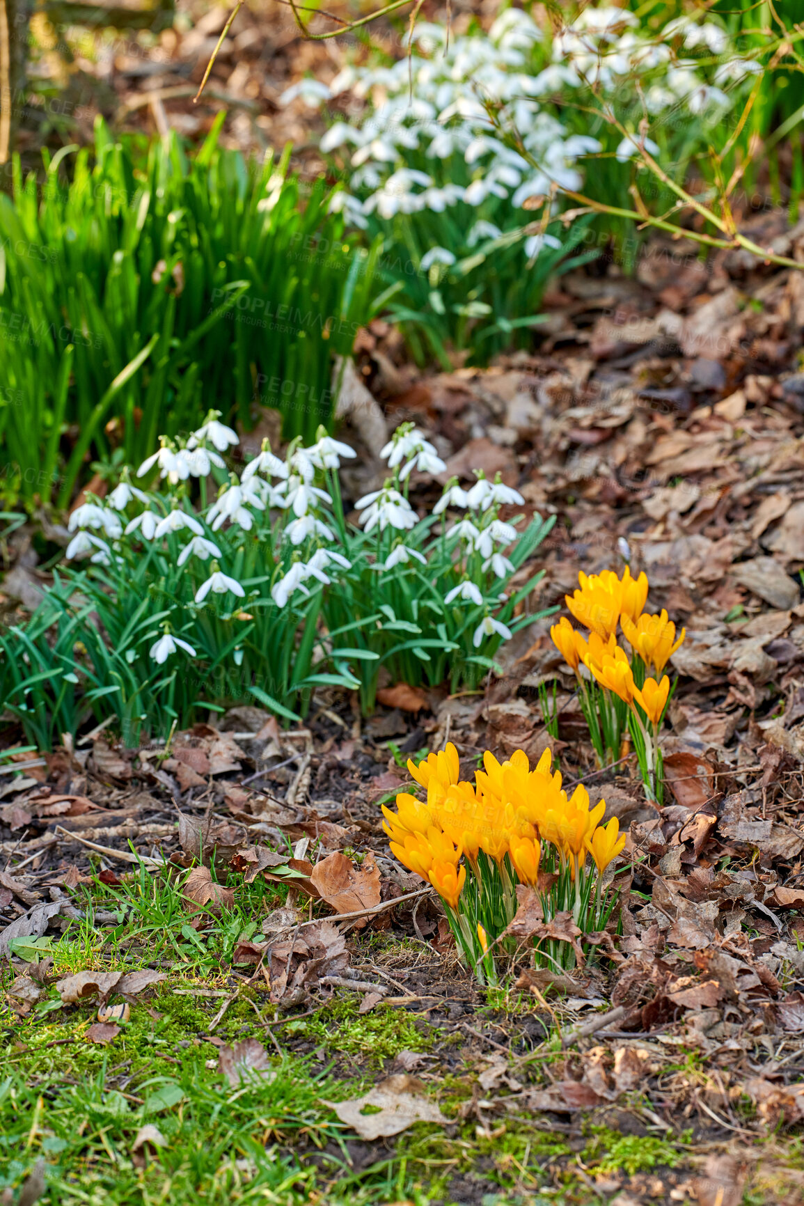 Buy stock photo Spring, outdoor and yellow flowers in garden with snowdrop, green leaves and environment sustainability. Blooming, botany and galanthus nivalis plants in backyard with crocus growth, grass or shrubs.