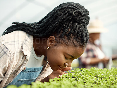 Buy stock photo Smell, plants and person with farming, agriculture or eco friendly produce in greenhouse. Nature, herbs and farmer or black woman with inspection for growth, sustainability or organic environment