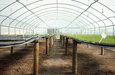 Buy stock photo Plants, growth and agriculture in greenhouse, nature and herbs or produce sprout. Crops, irrigation and healthy environment for food production, farming or sustainability with roof sprinkler system
