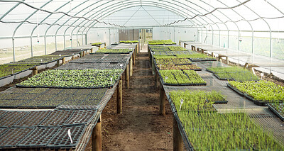 Buy stock photo Plants, sapling and agriculture in greenhouse, nature and herbs or produce sprout. Crops, irrigation and healthy environment for food production, farming or sustainability with roof sprinkler system